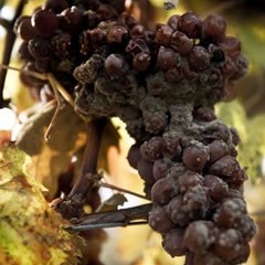 Burgenland - Kracher - Prämierte Edelsüße Weine
